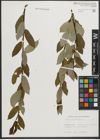 Foto von Salix phylicifolia L.